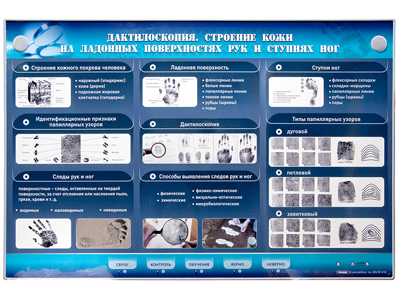 Электрифицированный стенд "Дактилоскопия. Строение кожи на ладонных поверхностях рук и ступнях ног"