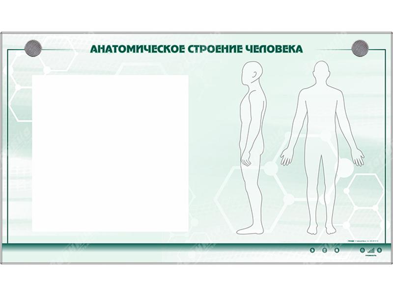 Электрифицированный стенд "Анатомическое строение человека" со сменными фолиями
